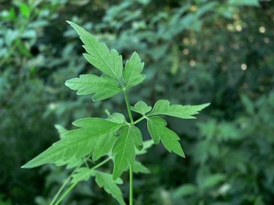 {Cardiospermum halicacabum}